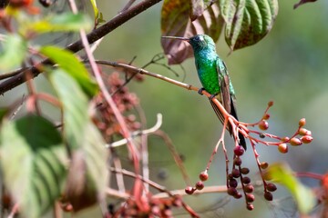 Small Cuban emerald (Riccordia ricordii) bird in its natural habitat