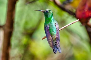 Small Cuban emerald (Riccordia ricordii) bird in its natural habitat