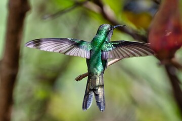 Small Cuban emerald (Riccordia ricordii) bird in its natural habitat