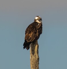 an ospree sitting on a wooden post looking into the distance