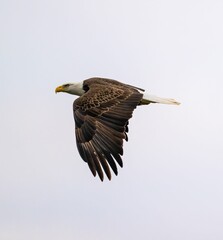 a bald eagle flying in the sky over a tree branch