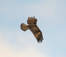 Majestic hawk soaring through the air, its wings spread out against a moody grey sky
