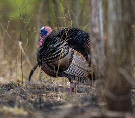 Wild turkey ambles through a picturesque forest
