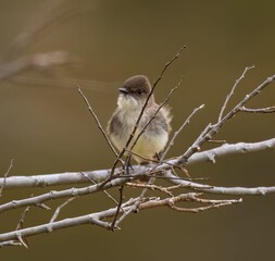 Eastern phoebe bird perched on a branch of a tree