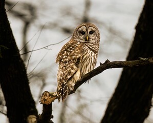 Brown owl perched on a tree branch, its head cocked to the side