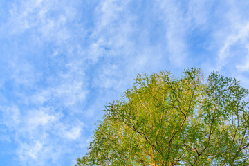 新緑の仙台　広瀬川を歩く
