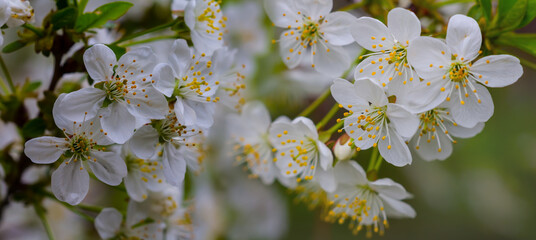 closeup cherry tree branch in blossom, beautiful matural seasonal background