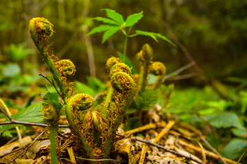closeup small fern bush in forest