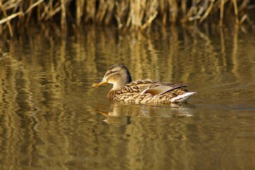 Fototapeta premium Close-up shot of a mallard duck floating in the lake on a spring day
