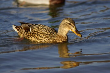 Close-up shot of a mallard duck floating in the lake on a spring day