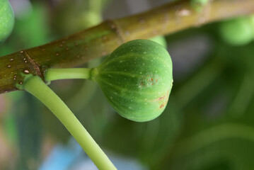 Natural figs on a branch of a fig tree with beautiful green leaves.