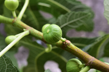 Natural figs on a branch of a fig tree with beautiful green leaves.