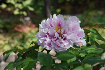 Peony blossoms in full bloom.Paeoniaceae deciduouus flowering shrub native to China.
Flowering season is from April to June.