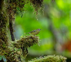 Yellow-winged Vireo perched in a cloud forest