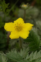 Vertical close up of a common silverweed or silver cinquefoil, P
