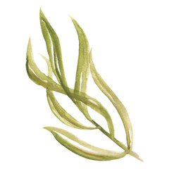 Stylish watercolor green leaf on a transparent background - Watercolor Clipart