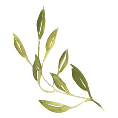 Stylish watercolor green leaf on a transparent background - Watercolor Clipart