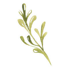 Stylish watercolor green leaf on a transparent background - Watercolor Clipart