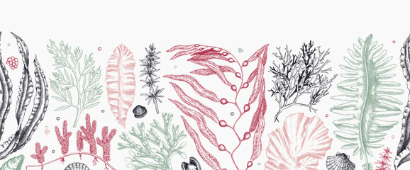 Seaweed vector border in color. Edible algae seamless pattern with hand drawn golden kelp, wakame, kombu, hijiki, Irish moss sketches. Underwater plant botanical illustration