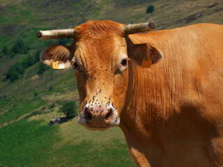 French cows in the Pyrenean mountains