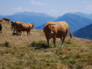 French cows in the Pyrenean mountains