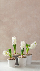 white hyacinth traditional winter christmas or spring flower on beige background