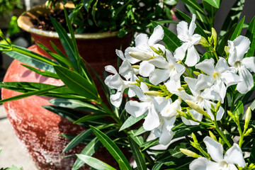 White oleander close-up in a flower pot. Summer garden with flowers. Blooming balcony.