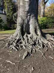 Gros plan sur les racines d'un fagus sylvatica purpurea dans un parc