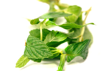 Mint leaf. Fresh mint on white background. Mint leaves isolated.