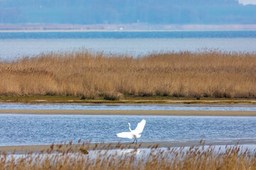 Silberreiher am Pramort.