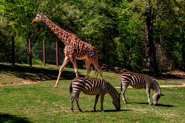 Giraffe and Zebra at NC Zoo