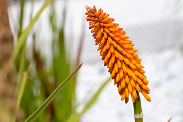 Macro shot of an orange torch lily