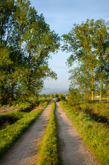 rural road between cultivated fields in Spain, rural landscape