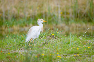 A Western Cattle Egret walking on a meadow