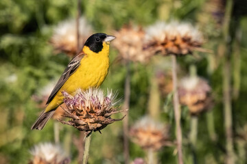 Black-headed bunting or Emberiza melanocephala small yellow signing passerine bird, hello spring