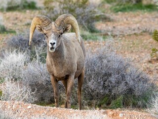 Wild bighorn sheep in the Valley of Fire in Nevada