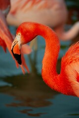 Vertical shot of a pink flamingo swimming in a pond