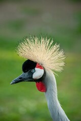 Grey crowned crane bird perched atop a lush green grassy terrain