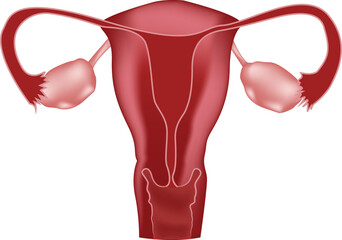 Structure of the female reproductive system, uterus, ovaries, cervix