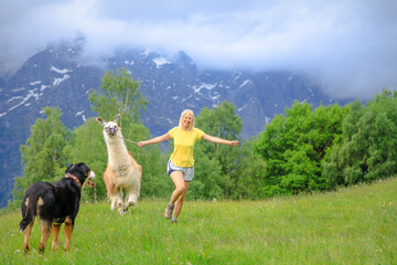 Woman running with llama alpaca and a dog on top of Comino mount in Switzerland. Centovalli valley...
