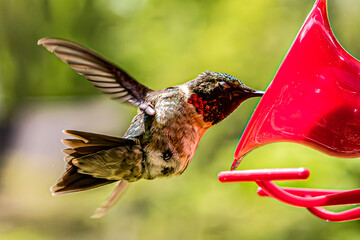 hummingbird in flight