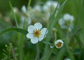 Wild strawberry flowers covered with dew