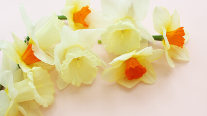 spring beautiful narcissus flowers on light pink background isolated for greeting cards