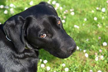 Dog black labrador close-up on the background of the lawn.