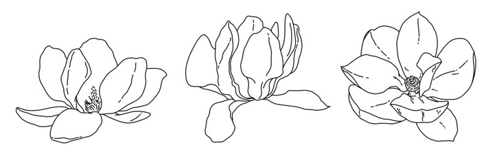 Magnolia flower blooming art. Hand drawn realistic detailed vector illustration. Black and white clipart collection.