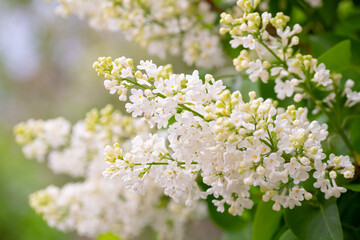 White Lilac Flowers Branch