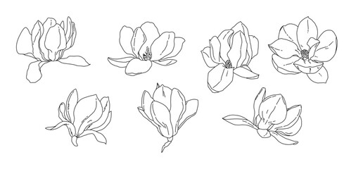 Magnolia flower blooming art. Hand drawn realistic detailed vector illustration. Black and white clipart collection.