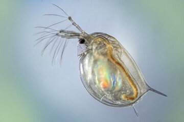 Daphnia in detail on a solid background.