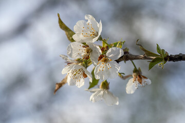 White cherry blossoms on a tree branch.