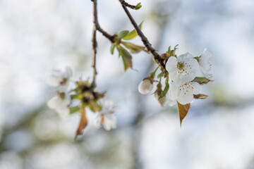 White cherry blossoms on a tree branch.